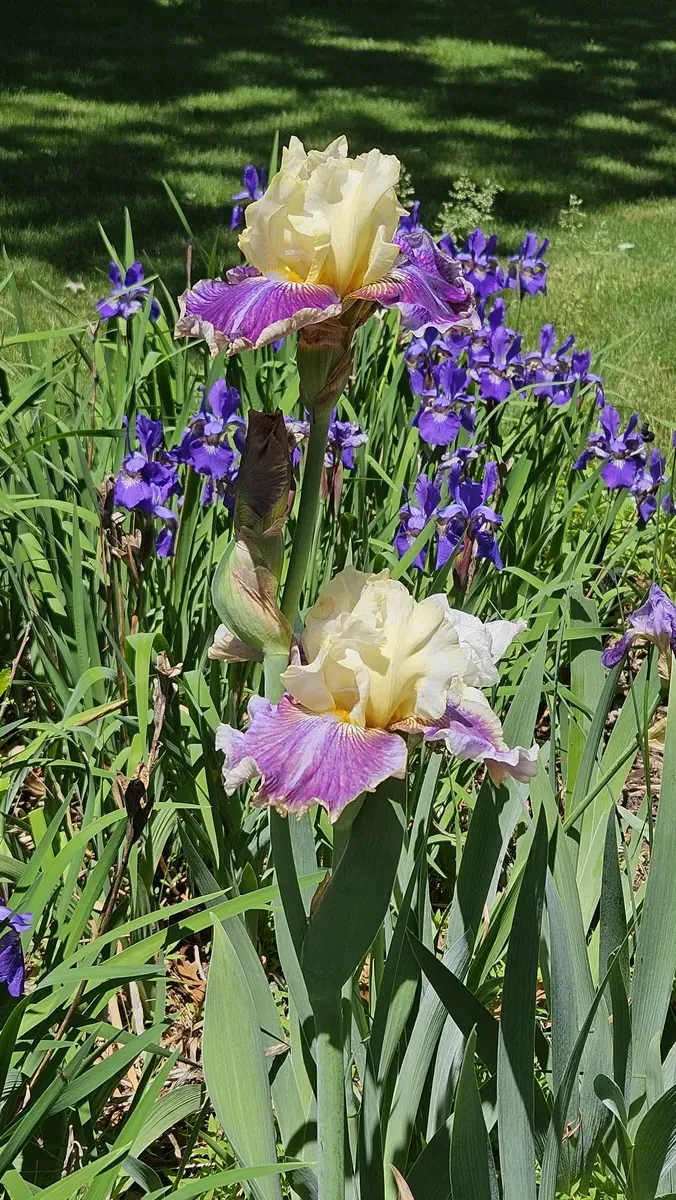 Iris Garden at The Cat Chalet